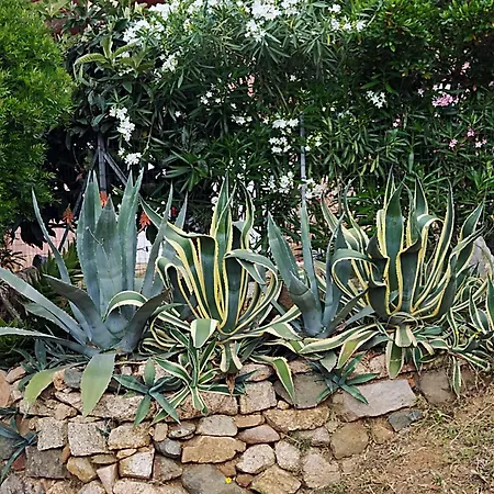 Individuelle Avec Jardin *